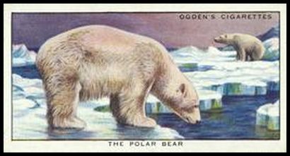 14 Polar Bear